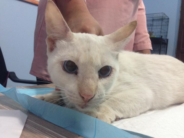 Heroic Man Rescues Frightened Feline Stranded on Busy Highway - Yeudon